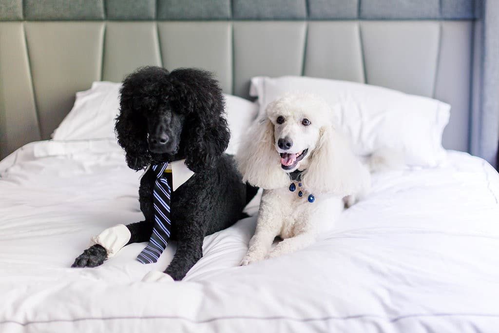 dc-offbeat-wedding-tour-bus-wedding-7